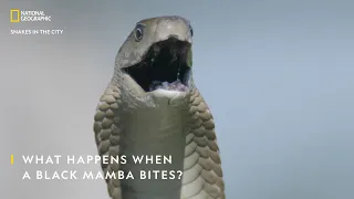 What Happens When a Black Mamba Bites? | Snakes In The City | National Geographic