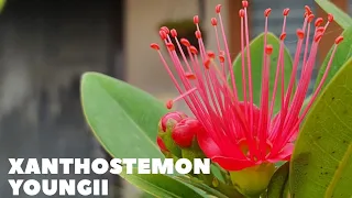 Crimson Penda Plant Care | Things to Do in the Garden This Winter