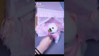 Tik Tok Chó phốc sóc mini Funny and Cute Pomeranian Videos #212