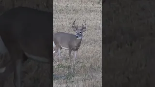 Glow up on point, young buck reaches his full potential! #DeerHunting #WhitetailDeer #Hunting