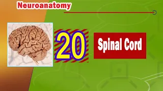 20.  Spinal cord