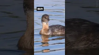 ID that Waterbird! #WaterbirdCensus #CWC2024 #waterbirds #birdscaribbean #shorts