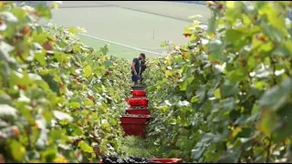 Во Франции во время сбора винограда погибли 6 человек