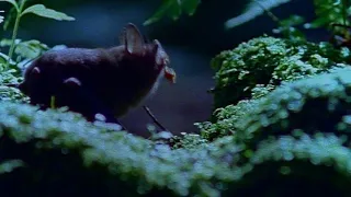 NZ On Screen: Ghosts of Gondwana - A Walking Rat Bat?