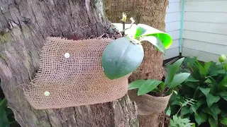 Fastest Way To Attach Orchids To Your Trees