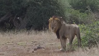 Three large male lions seen on the Trichard road 18 May 2024 #krugerparksafari #lions #lion