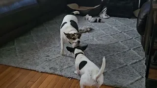 Sophie and Sadie, afternoon brawl