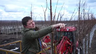 "Обрезка липы мелколистной Greenspire", Олейник Евгений