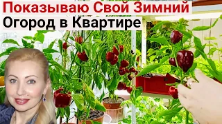 Выращиваю Томаты, Капусту Пак-Чой, Мяту, Базилик, Мангольд и Салаты. Огород на балконе 2024