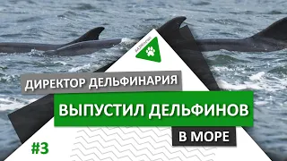 #АЗЖnews: Своё отработали — в Севастополе директор дельфинария выбросил дельфинов в море