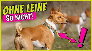 Top 10 Fehler beim Gassigehen ohne Leine