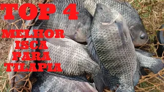 As melhores isca para pegar tilapia no anzol iscar corretamente tem bom resultado na pescaria