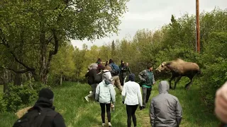 Close Encounter with a Charging Moose in Alaska: Group's Heart-Stopping Moment Caught on Camera