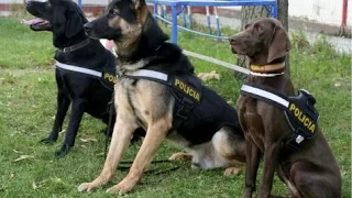 Entrenamiento de Perros Policías Parte 1 - Héroes Caninos - TvAgro por Juan Gonzalo Angel