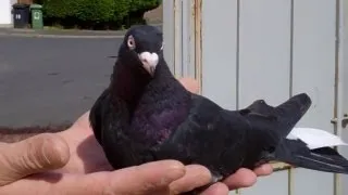 Rare Breed Pigeons