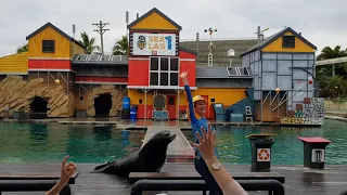 Seaworld, Seal show. gold coast 2019