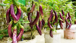 This Way Helps Me Grow Eggplant In A Super Fruit Plastic Container, Can't Eat It All Year