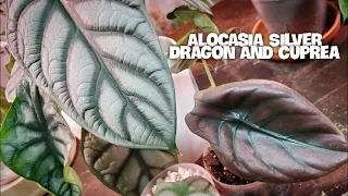 ALOCASIA CARE AND PROPAGATION | Silver Dragon And Cuprea #alocasia #houseplants #plantcare