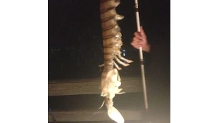 Fisherman Catches Giant Shrimp In Florida