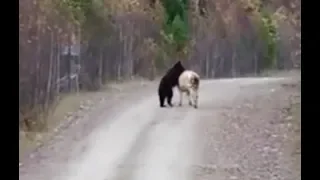 Медведь убивает корову. Часть 2. 18+ / Bear kills a cow. A bear attack on a bull and people