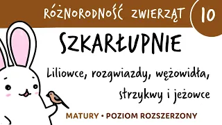 Różnorodność zwierząt 10 - Szkarłupnie (liliowce, rozgwiazdy, jeżowce, itd.) - matura z biologii