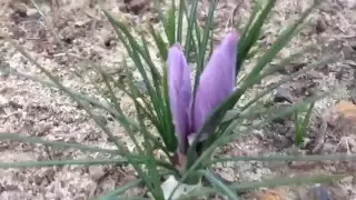 The Best Time To Harvest Saffron Flowers