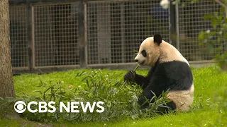 Looking back at 50 years of "panda diplomacy" between U.S. and China