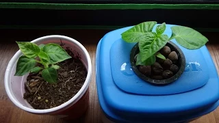 Hydroponic Vs Soil Experiment - 6 Weeks Growth Comparison