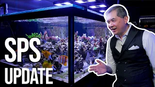 Coral Farm After Hours Part II - The SPS Show Tank Update