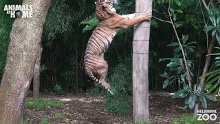 Sumatran Tiger Hutan climbs a pole