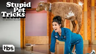 Sarah Silverman Tries Goat Yoga With Gizmo (Clip) | Stupid Pet Tricks | TBS