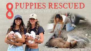 8 Puppies Rescued from Under Concrete Slab