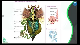 Видеоурок/Класс Насекомые / Биология 7 класс