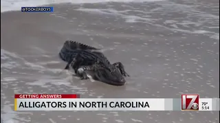 Alligators in North Carolina