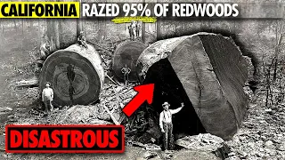 Why California Razed it's Ancient Redwood Forests