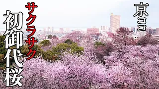 【京都おすすめ】サクラサク 皇子が丘公園 初御代桜【京のココ見といやす】【京都観光旅行】