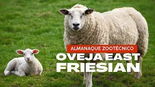 RAZAS OVINAS PARA LECHE | East Friesian