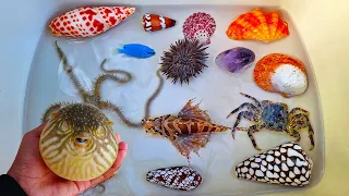 WOW FUN! Find Large Hermit crab and Sea Crab, Snail, Conch, Clam, Shell, Pufferfish, Starfish, fish