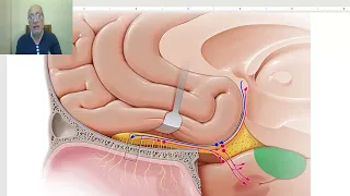 Anatomy of CNS module 2024 (Anterior part of base of the brain), by Dr. Wahdan.