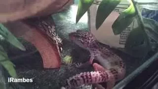 Leopard Gecko Shedding | Timelapse