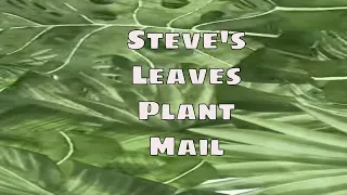 Steve's Leaves Plant Mail Unboxing Philodendron Burle Marx Fantasy