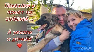 Приехали в приют за собакой… а уехали с дочкой! ❤️ Приют для животных