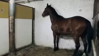 Hevoset ja ilotulitus