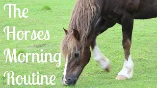 The Horses Morning Routine | Winter