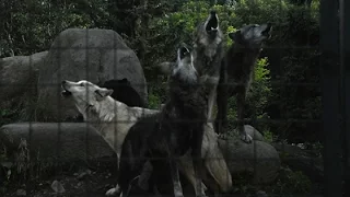 オオカミの遠ぼえ旭山に響く　夏の恒例「夜の動物園」