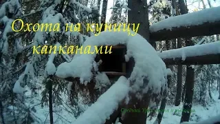 Проверка капканов на куницу. Охота капканами на куницу.