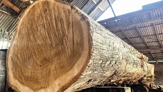 The legend of giant teak wood that displays its full beauty
