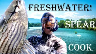 LEGAL River Spearfishing CA: STRIPED BASS Catch + Cook!