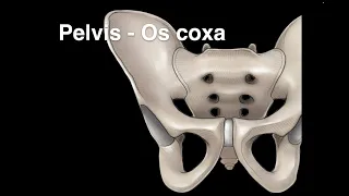 Pelvis  Osteology (Os coxa)