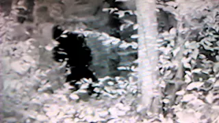 ORTON FAMILY FOOTAGE, GEORGIAN MOUNTAINS. BIGFOOT VIDEO FACT/FAKE ? You decide. (14)